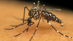 image-125 Polos de Vacinação Dengue Recife – Quem, Onde e Como Agir